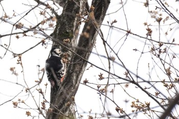 Great Spotted Woodpecker 埼玉県 Sun, 3/24/2024