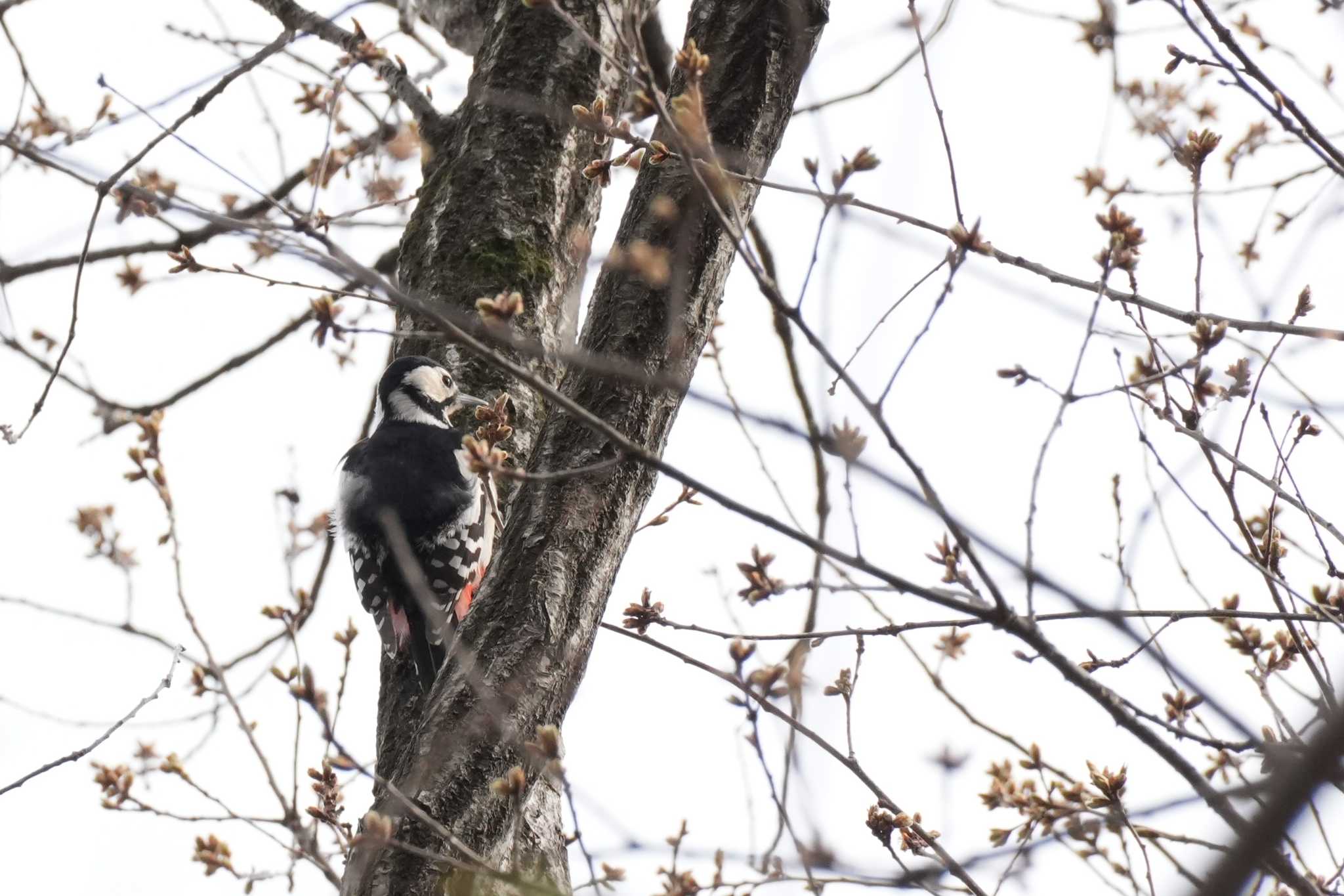 Photo of Great Spotted Woodpecker at 埼玉県 by どばと