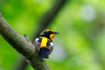 Narcissus Flycatcher Unknown Spots Sun, 5/5/2024