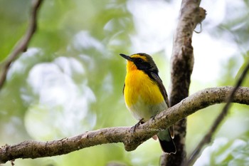 Narcissus Flycatcher 福岡県 Sun, 5/5/2024