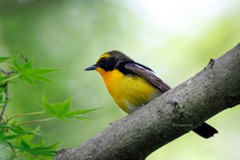 Narcissus Flycatcher 福岡県 Sun, 5/5/2024