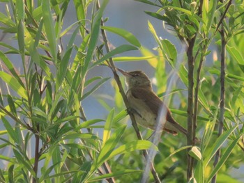 Sat, 5/4/2024 Birding report at 富山市