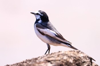 White Wagtail Kasai Rinkai Park Sun, 5/5/2024