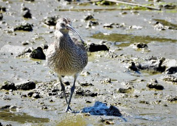 Eurasian Whimbrel Kasai Rinkai Park Sun, 5/5/2024