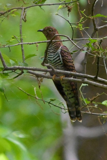 Oriental Cuckoo Unknown Spots Mon, 4/29/2024