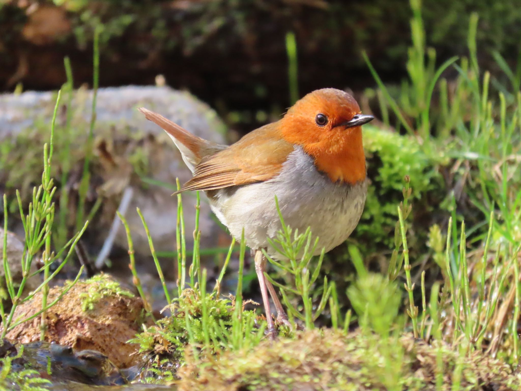 Photo of Japanese Robin at 長野県 by ひたひたき