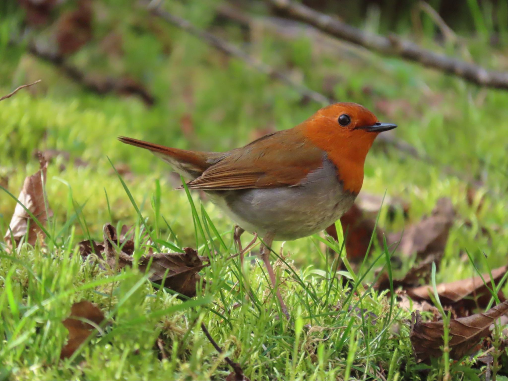 Photo of Japanese Robin at 長野県 by ひたひたき