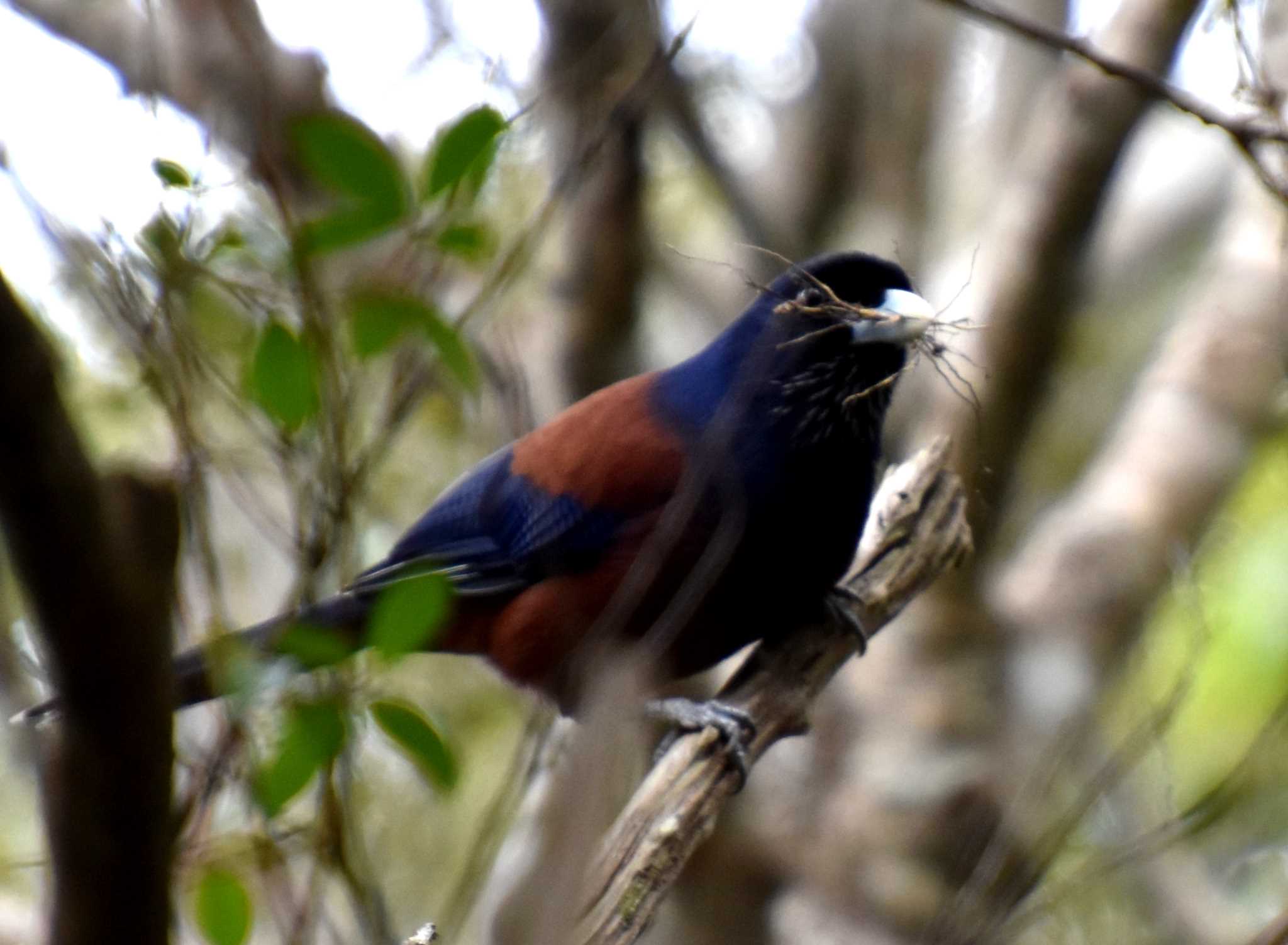 Photo of Lidth's Jay at Amami Island(General) by AK1952