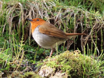 Japanese Robin 長野県 Sat, 5/4/2024