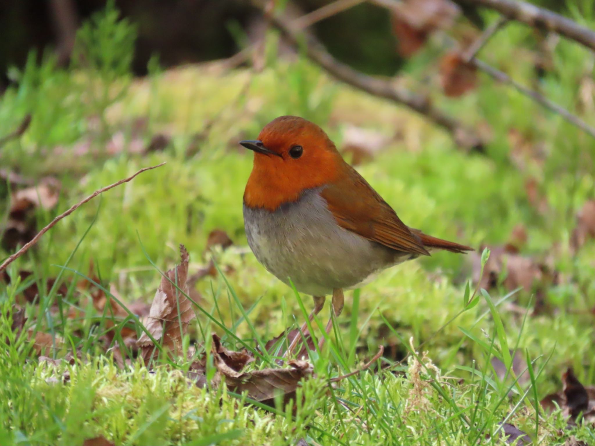 Photo of Japanese Robin at 長野県 by ひたひたき