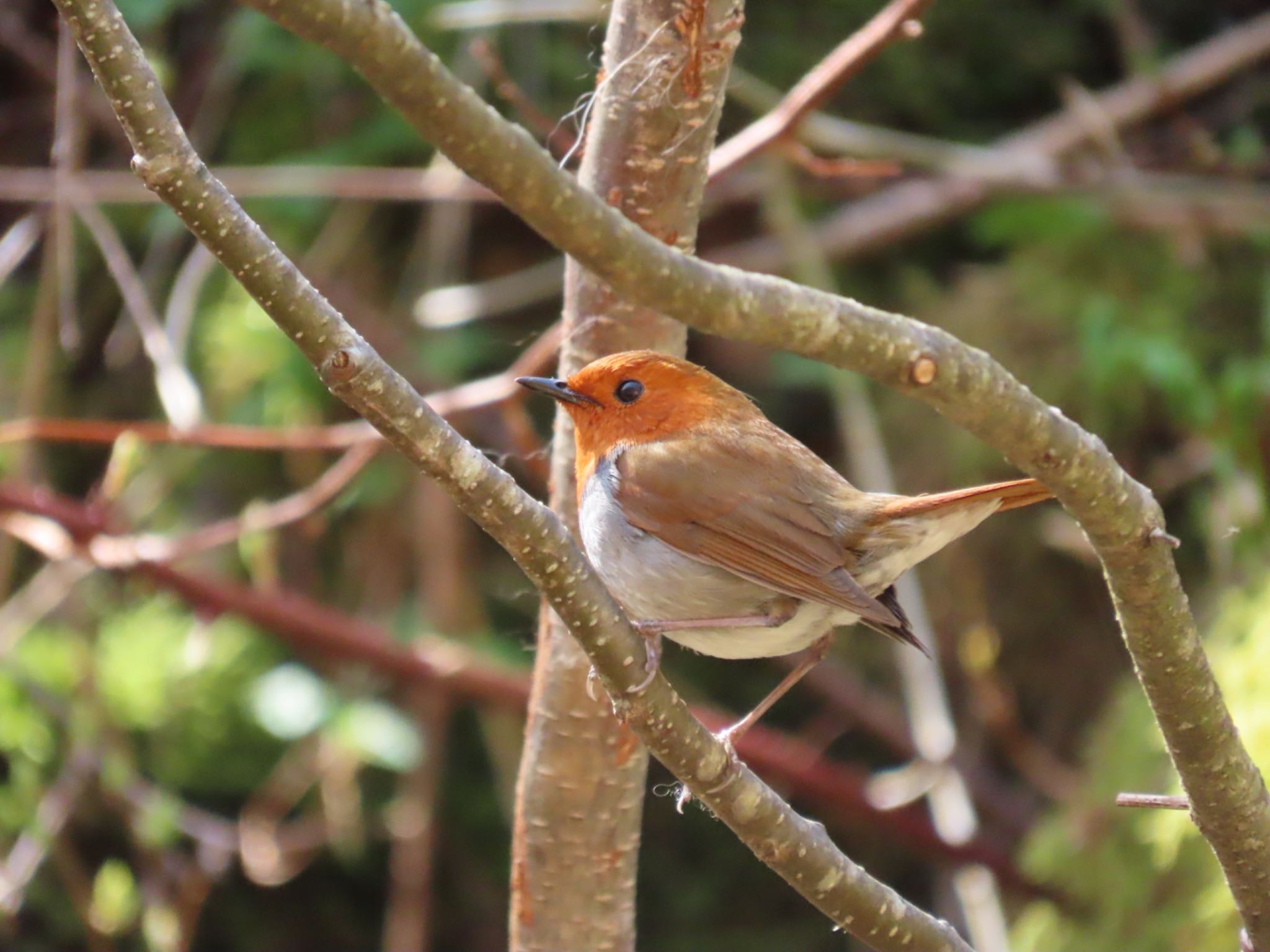 Photo of Japanese Robin at 長野県 by ひたひたき