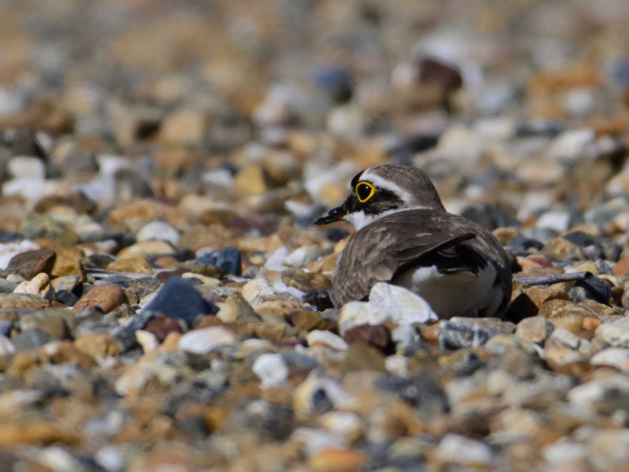 Little Ringed Plover