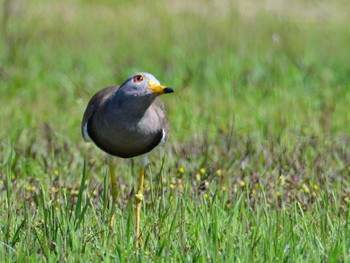 Grey-headed Lapwing 平城宮跡 Sun, 5/5/2024