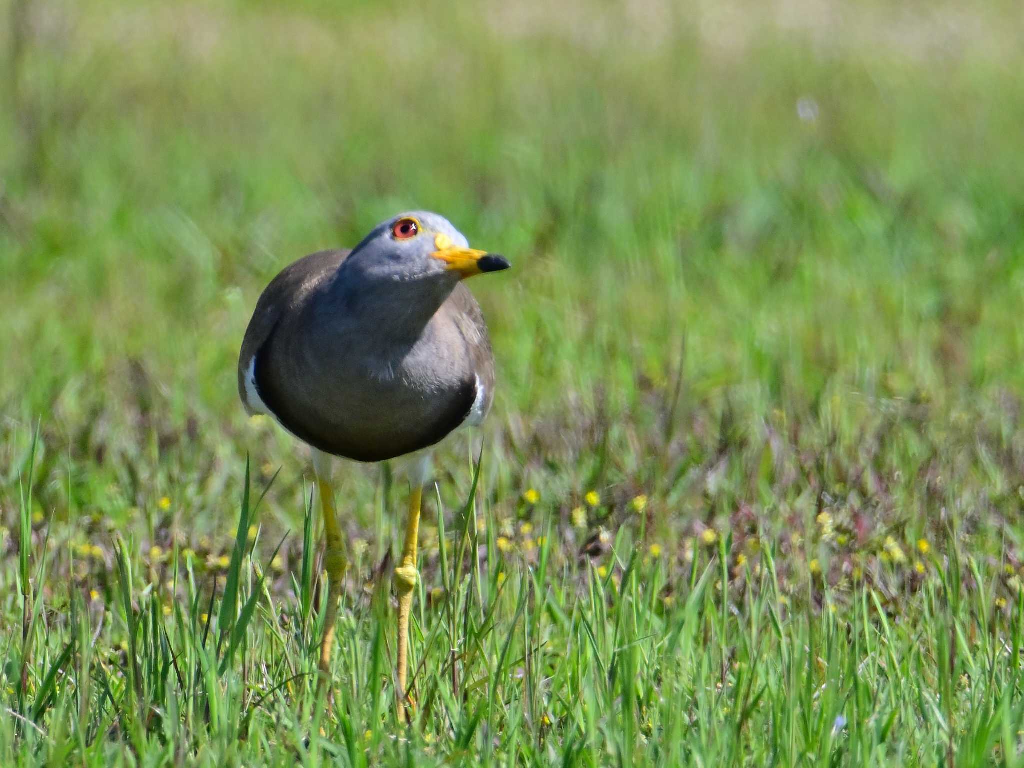 Grey-headed Lapwing