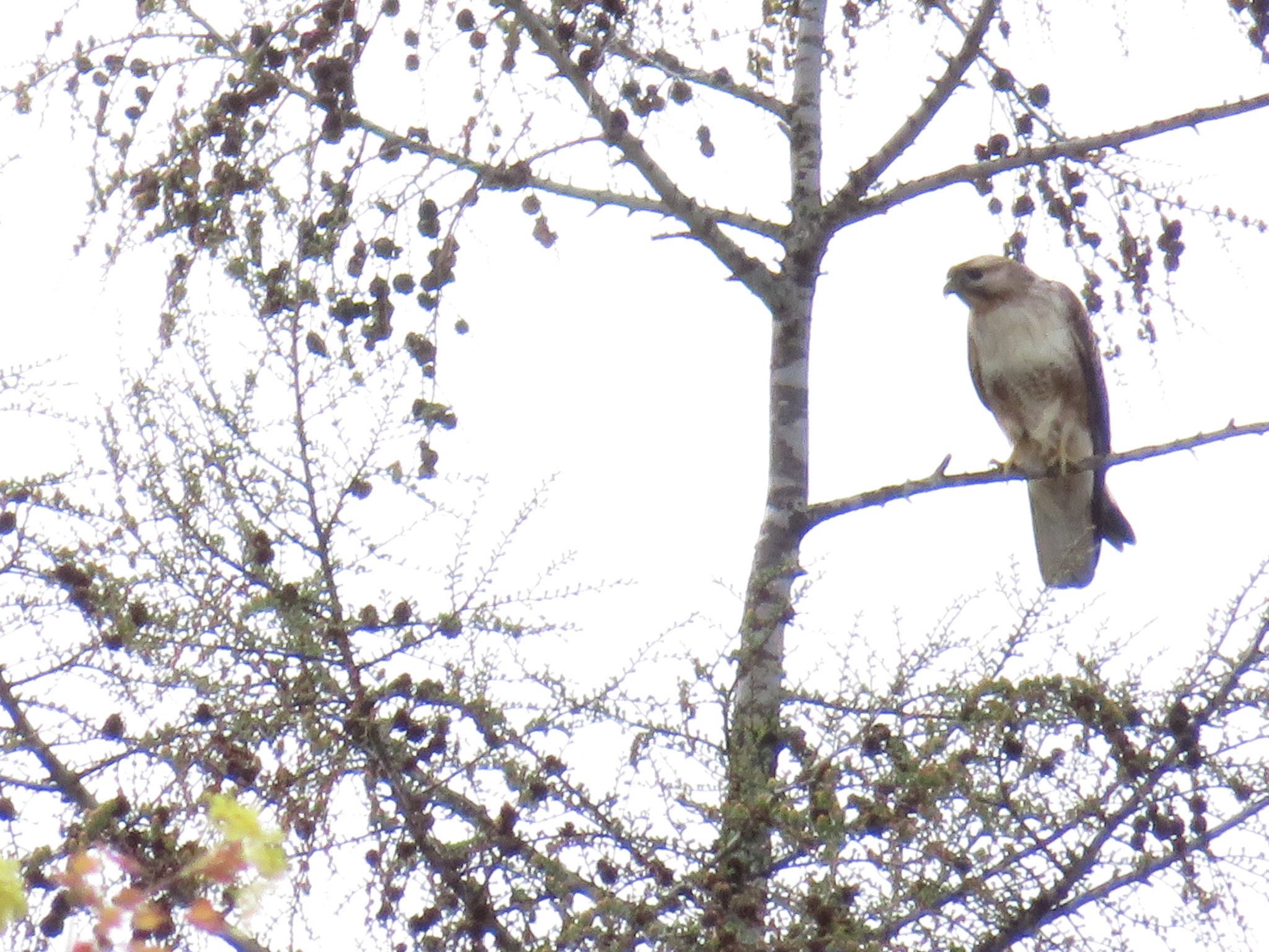 Eastern Buzzard