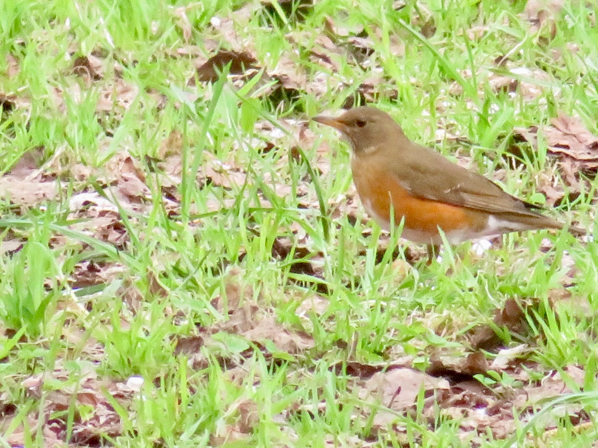 Brown-headed Thrush