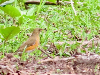 Brown-headed Thrush 百年の森 Sun, 5/5/2024