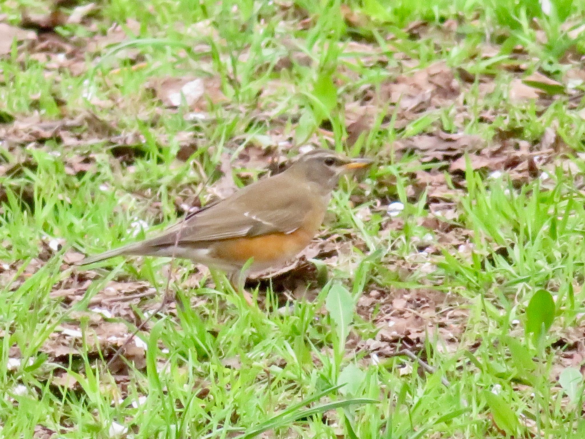 Photo of Eyebrowed Thrush at 百年の森 by ユウ@道民