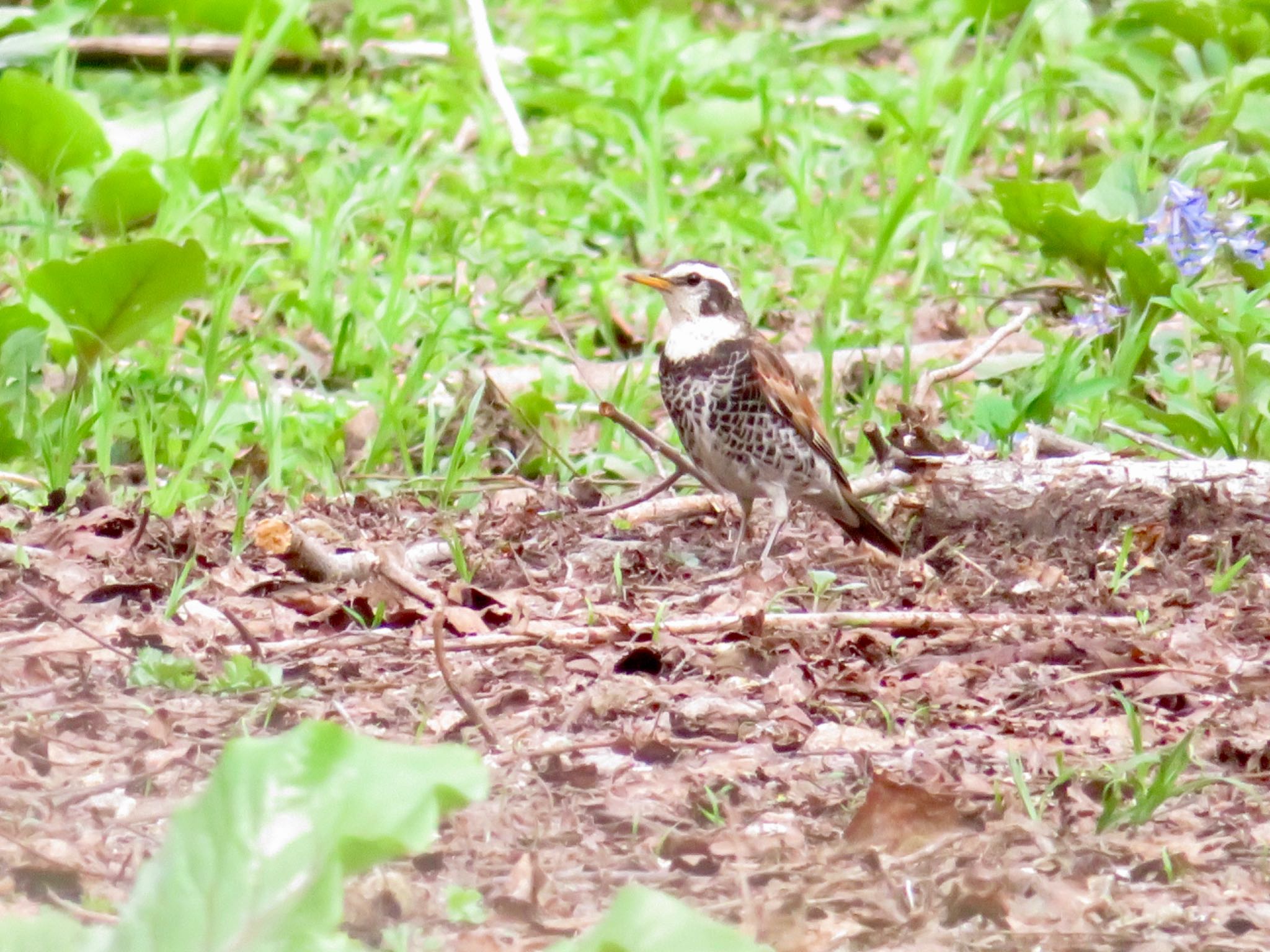 Photo of Dusky Thrush at 百年の森 by ユウ@道民