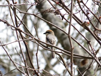 Sun, 5/5/2024 Birding report at 百年の森