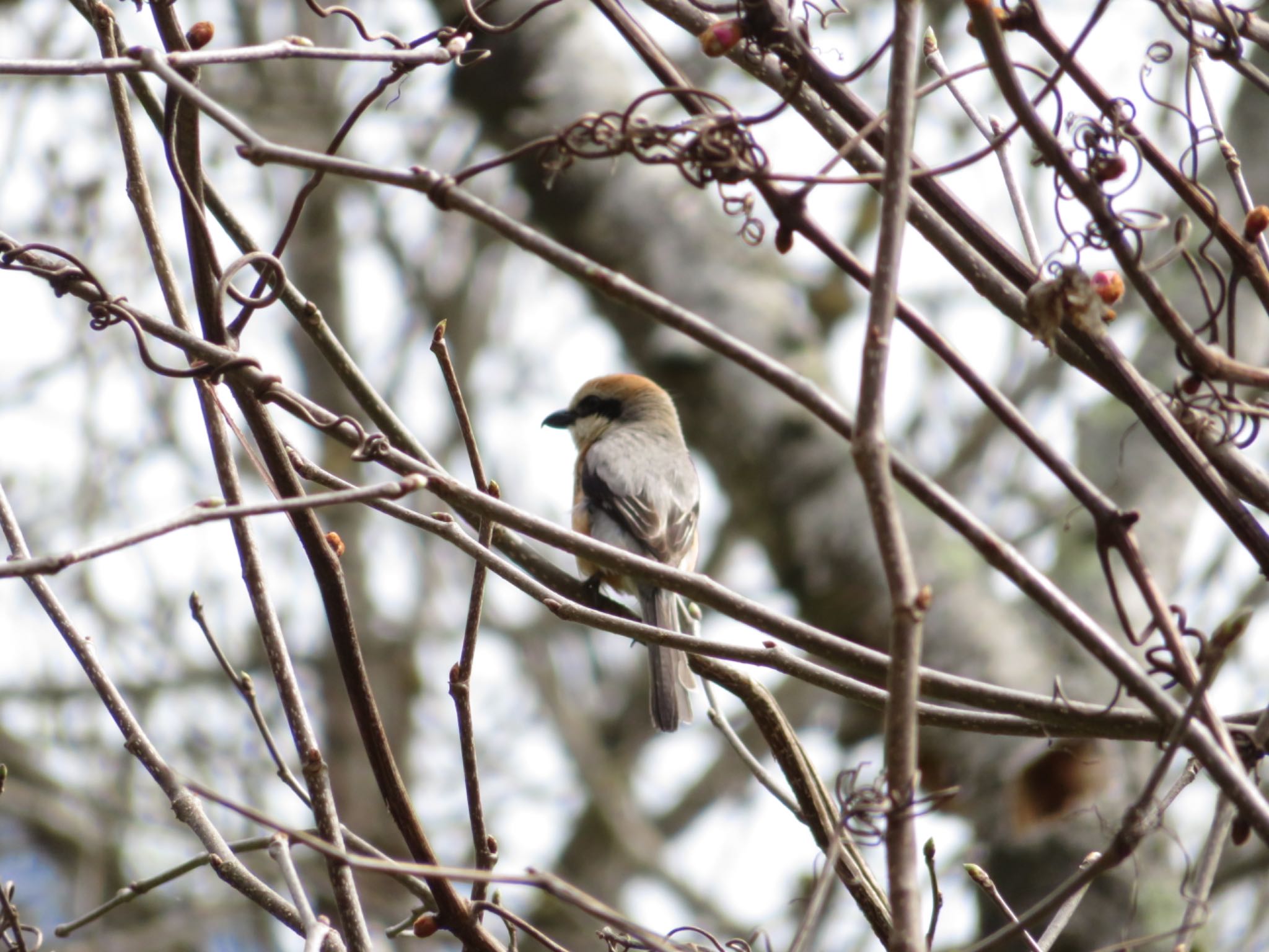 Photo of Bull-headed Shrike at 百年の森 by ユウ@道民