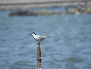 アジサシ 葛西臨海公園 2024年5月5日(日)