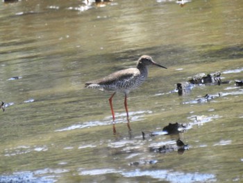 Common Redshank Kasai Rinkai Park Sun, 5/5/2024