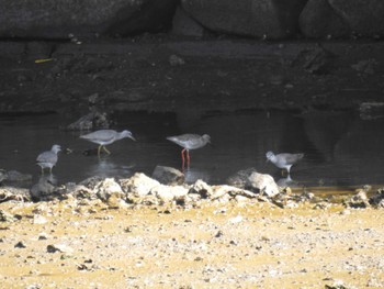 Common Redshank Kasai Rinkai Park Sun, 5/5/2024