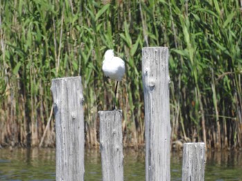 Black-faced Spoonbill Kasai Rinkai Park Sun, 5/5/2024