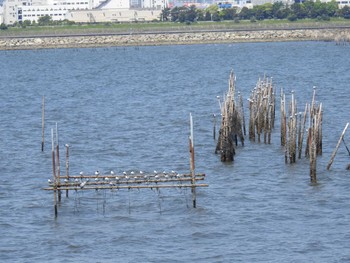 アジサシ 葛西臨海公園 2024年5月5日(日)