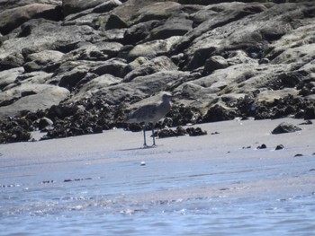 Eurasian Curlew Kasai Rinkai Park Sun, 5/5/2024