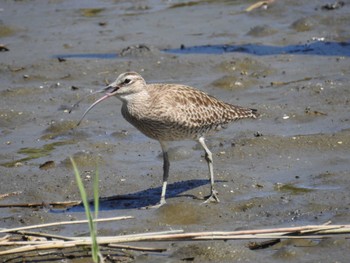 Eurasian Whimbrel Kasai Rinkai Park Sun, 5/5/2024