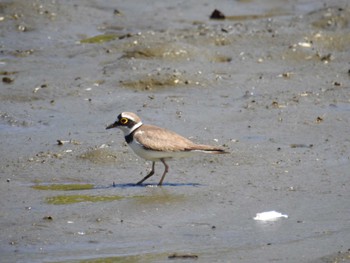 Little Ringed Plover Kasai Rinkai Park Sun, 5/5/2024