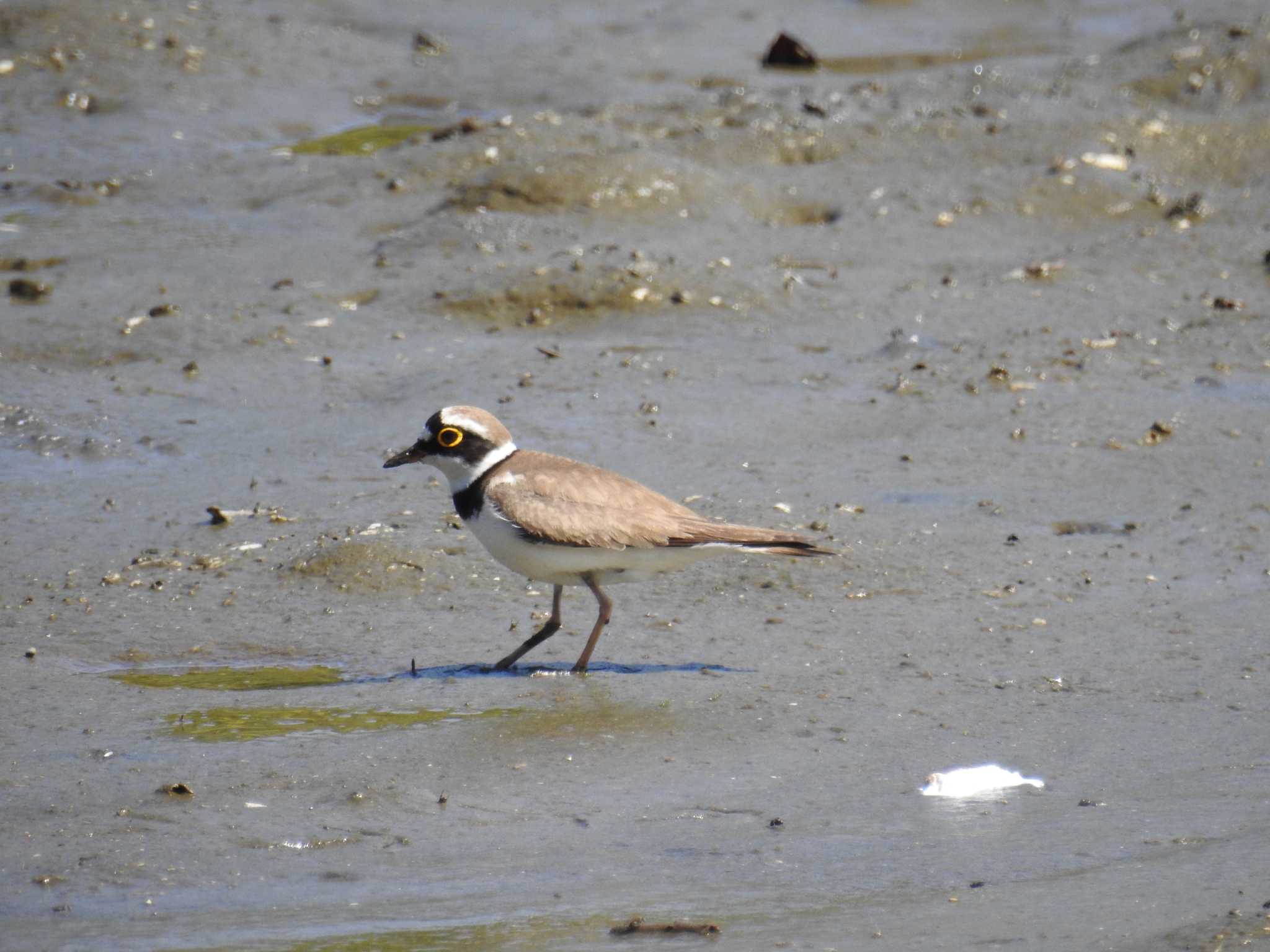 Photo of Little Ringed Plover at Kasai Rinkai Park by Kozakuraband