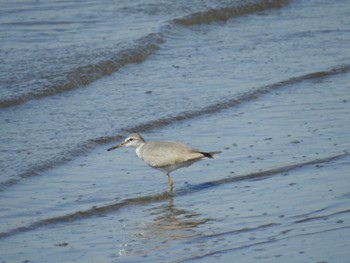 Grey-tailed Tattler Kasai Rinkai Park Sun, 5/5/2024