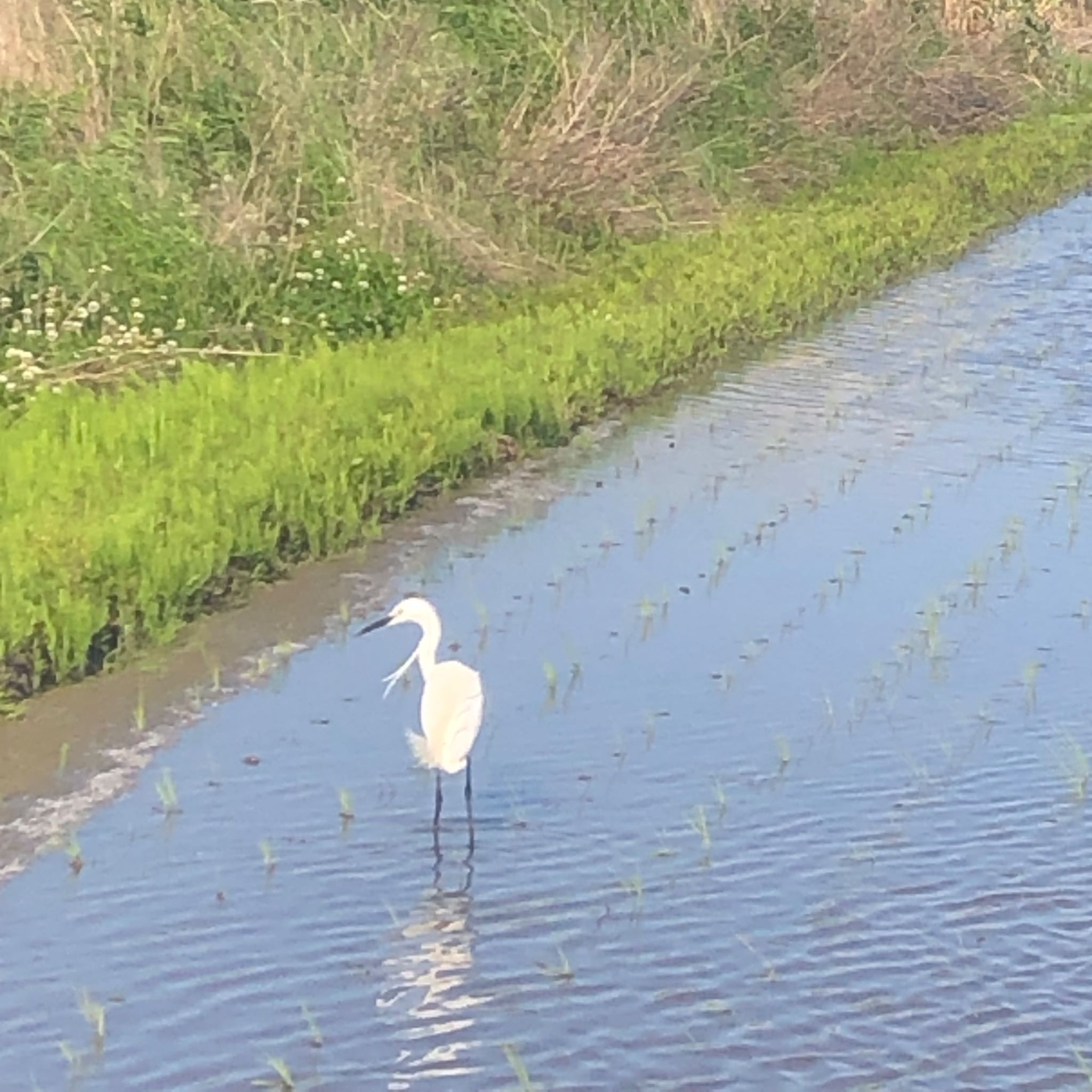 Little Egret