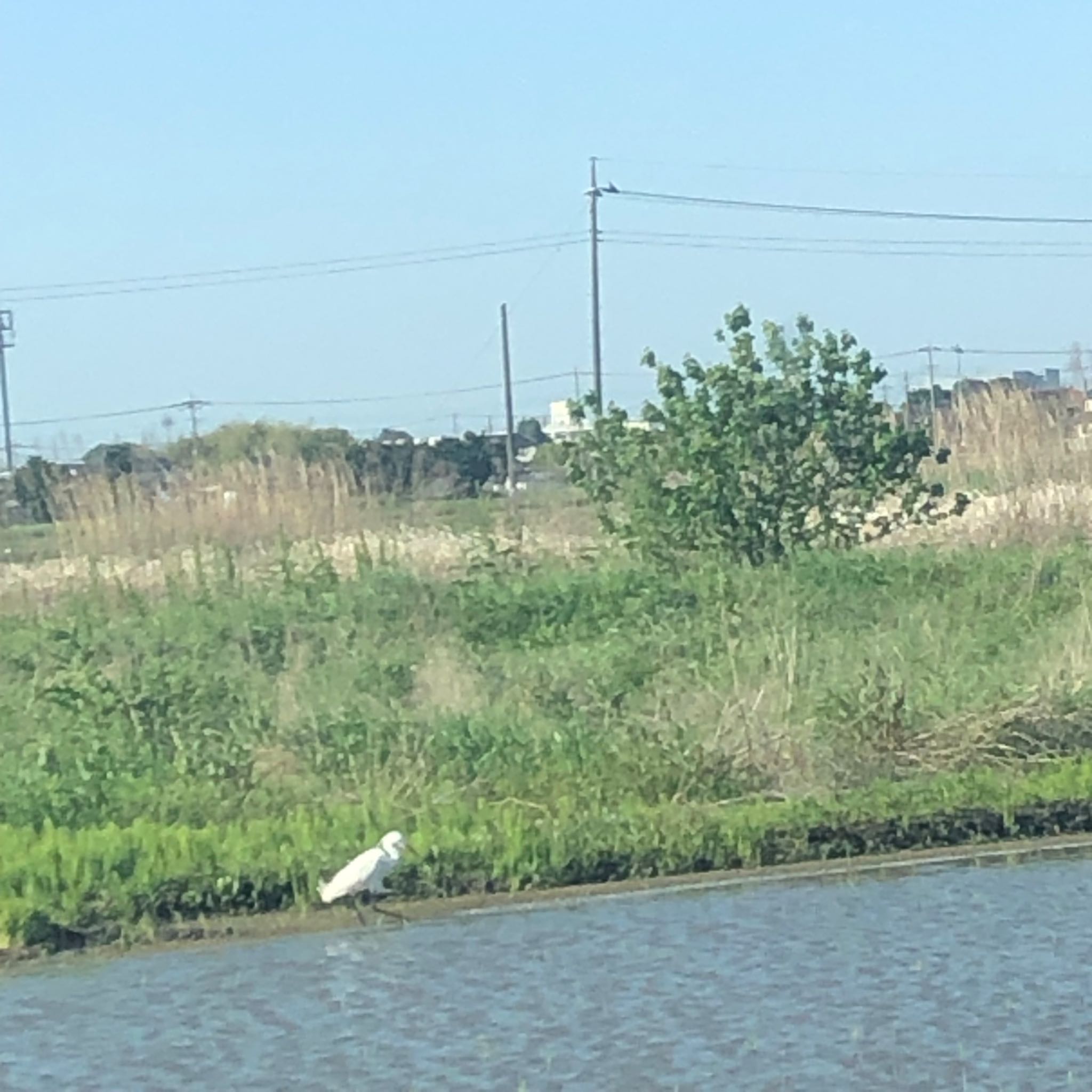 Little Egret