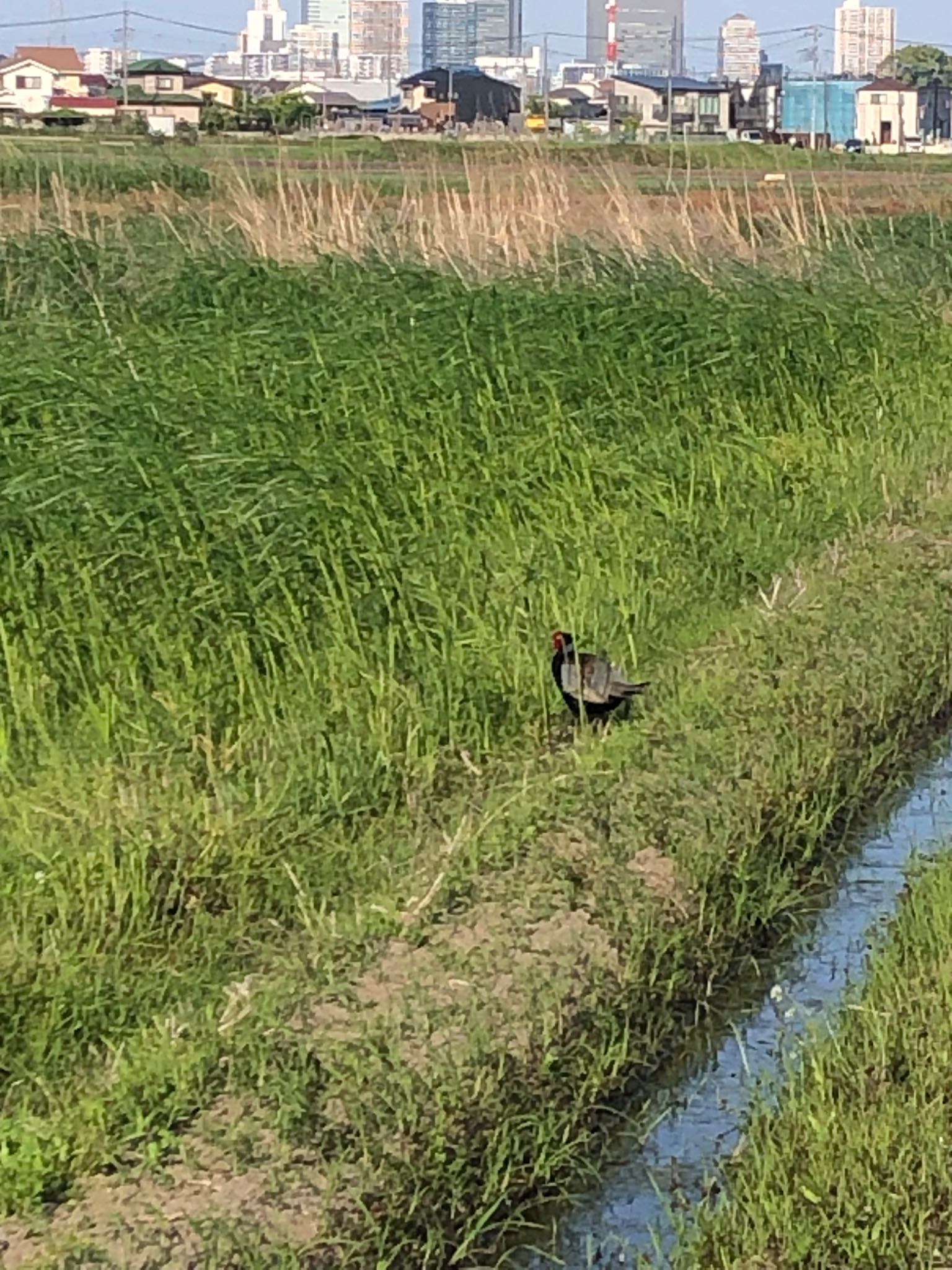 Photo of Green Pheasant at 大久保農耕地 by いっちー🦜🦅🦆鳥好き