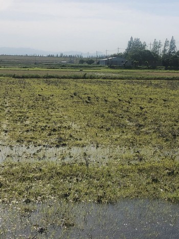 Sun, 5/5/2024 Birding report at 大久保農耕地