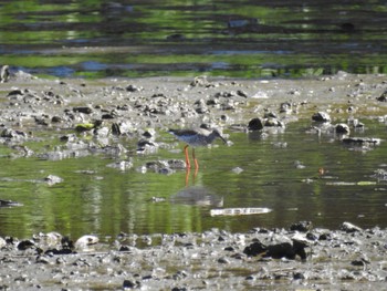 Common Redshank Kasai Rinkai Park Sun, 5/5/2024