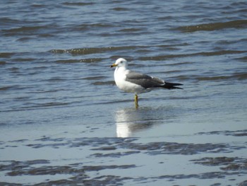 Black-tailed Gull Kasai Rinkai Park Sun, 5/5/2024