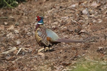 Common Pheasant 北海道 函館市 東山 Sun, 5/5/2024