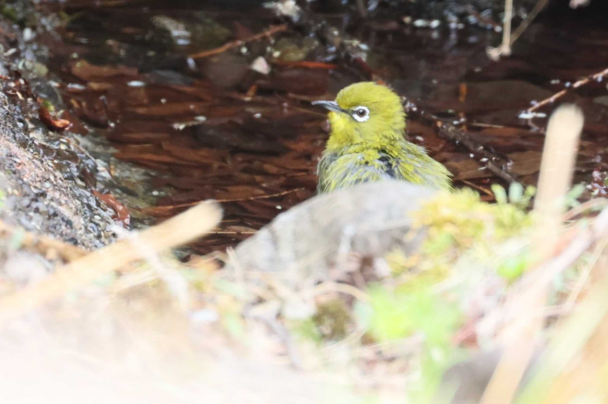 Warbling White-eye