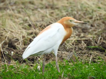 Eastern Cattle Egret 山口県下関市 Sun, 5/5/2024