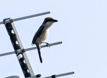 Bull-headed Shrike 名古屋市港区 Sun, 5/5/2024