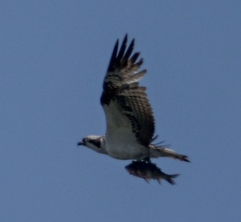 2024年5月5日(日) 藤前干潟の野鳥観察記録