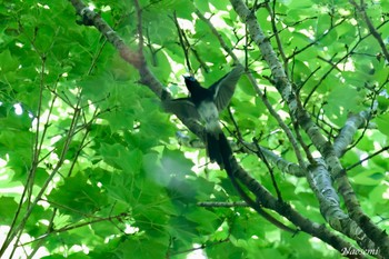 Black Paradise Flycatcher 八王子城跡 Sun, 5/5/2024