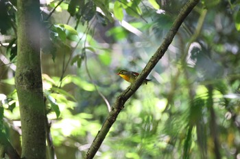 Red-billed Leiothrix 国見山林道 Sun, 5/5/2024