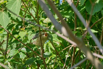 Sun, 5/5/2024 Birding report at 大阪府