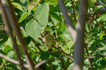 Bull-headed Shrike 大阪府 Sun, 5/5/2024